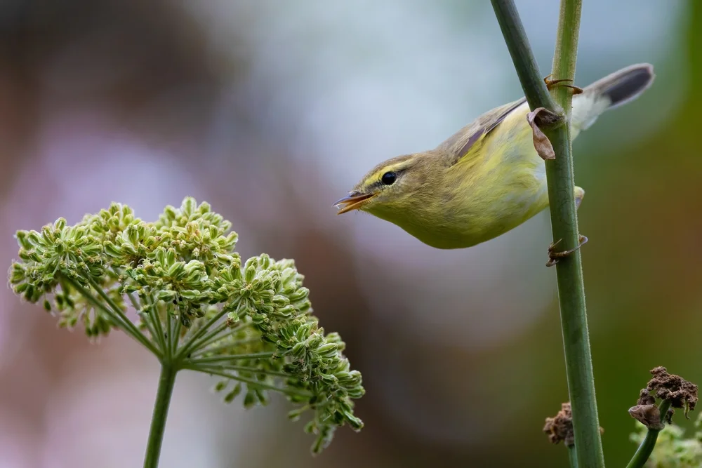 Rotkopflaubsänger (Phylloscopus ruficapilla)