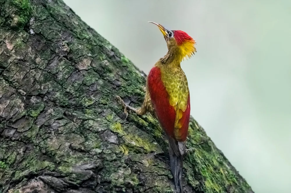 Rotkopfspecht (Picus puniceus)