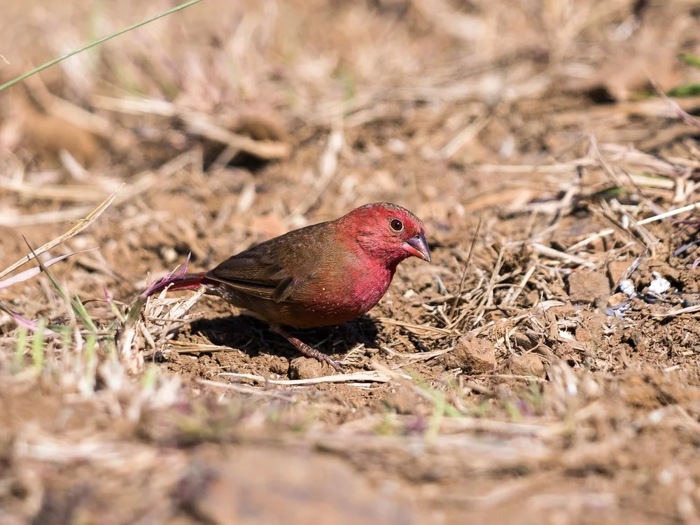 Rotmantel-Amarant (Lagonosticta rubricata)
