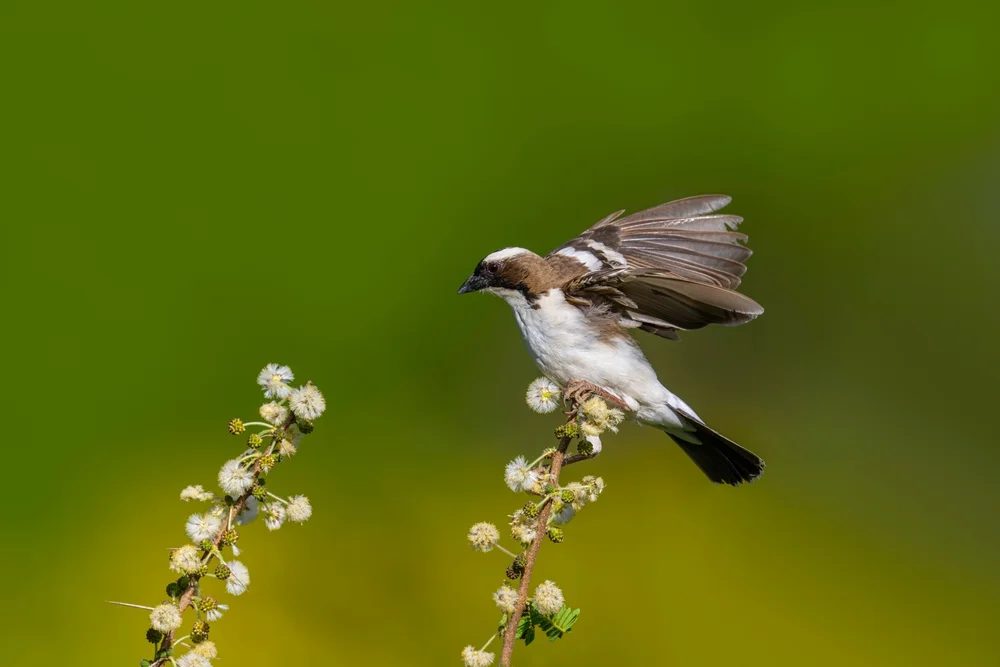 Rotmantel-Weber (Plocepasser rufoscapulatus)