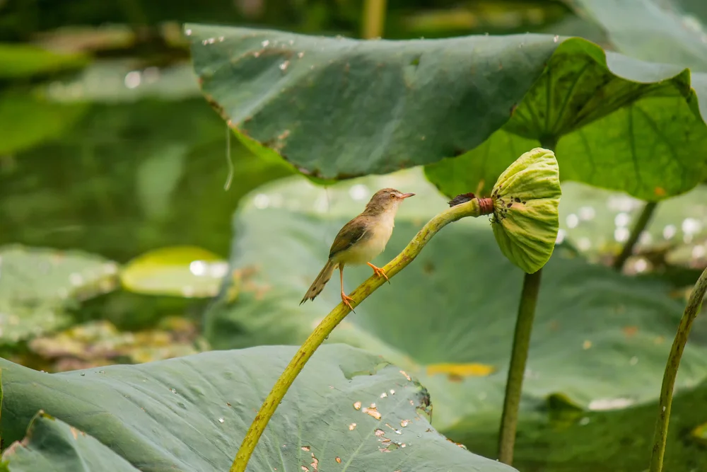 Rotmützen-Fahltyranne (Myiophobus phoenicomitra)