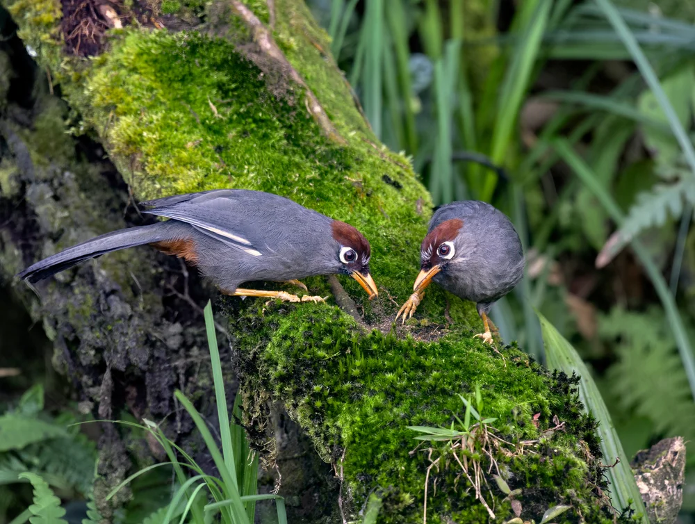 Rotnacken-Bülbül (Pterorhinus ruficollis)