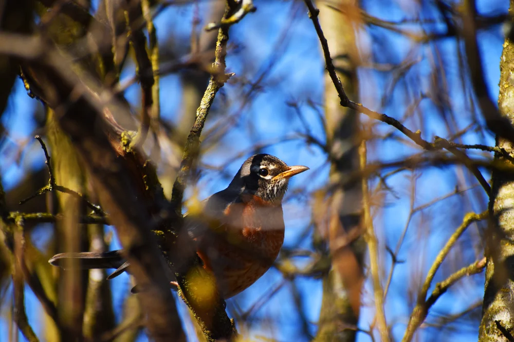Rotnacken-Drossel (Turdus rufitorques)