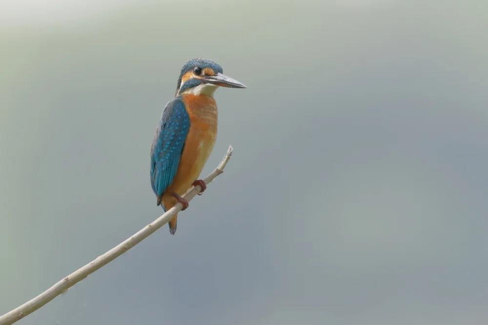 Rotnacken-Eisvogel (Todiramphus ruficollaris)