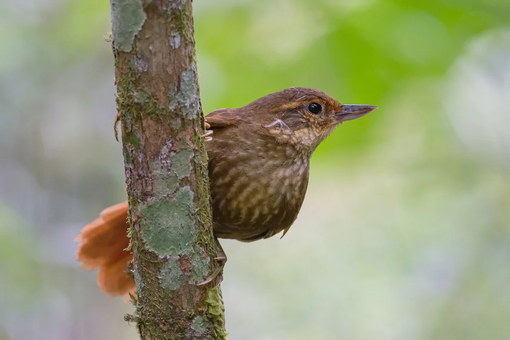 Rotnacken-Elsterdrossel (Syndactyla ruficollis)