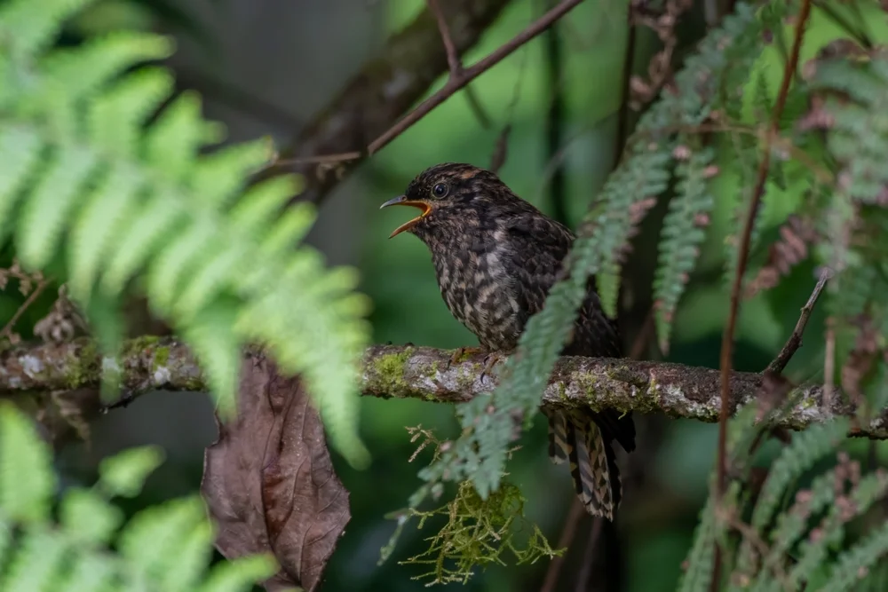 Rotnacken-Glanzkuckuck (Chrysococcyx ruficollis)