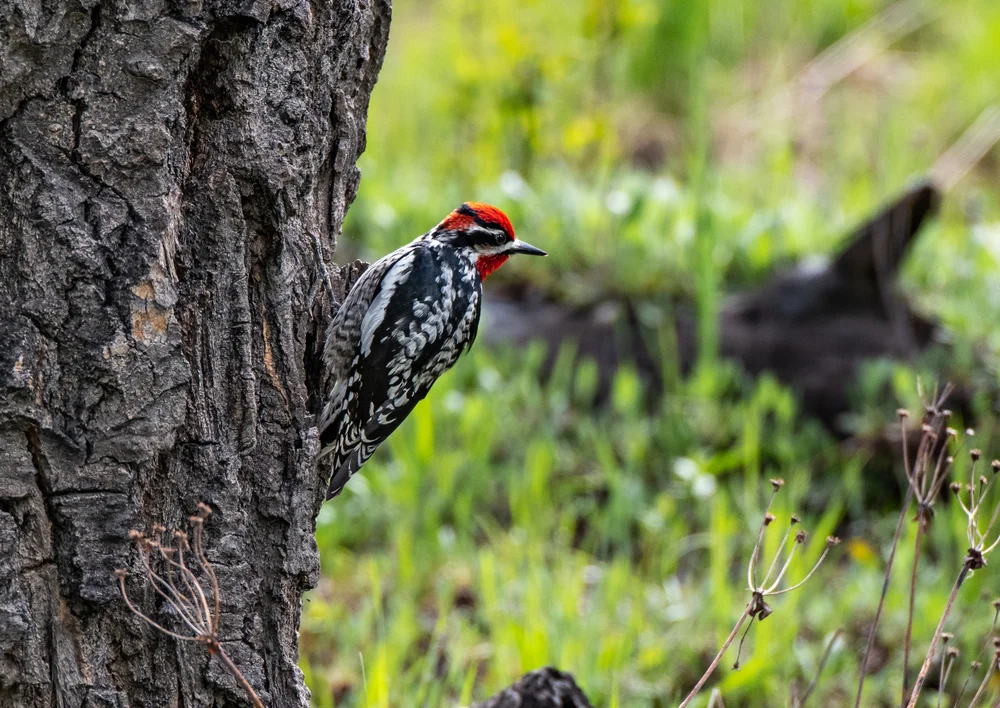 Rotnacken-Saftlecker (Sphyrapicus nuchalis)