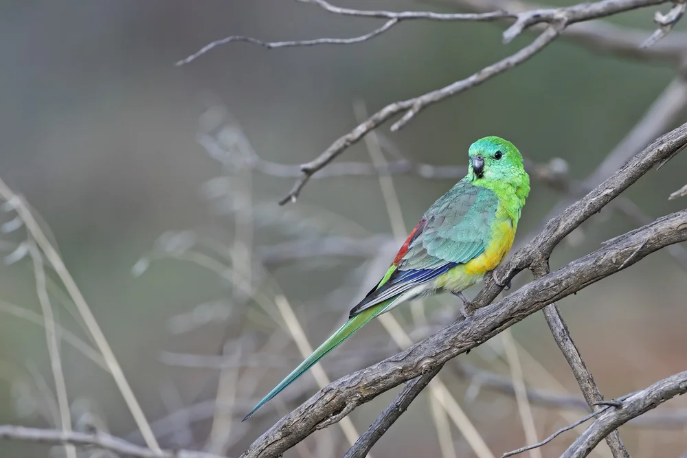 Rotnacken-Sittich (Psephotus haematonotus)