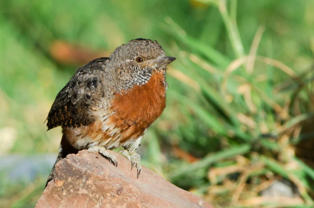 Rotnacken-Wendehals (Jynx ruficollis)