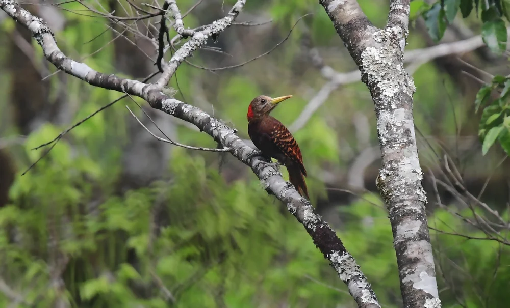 Rotohr-Bartspecht (Blythipicus pyrrhotis)