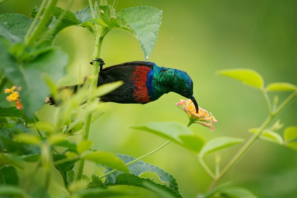 Rotohr-Nektarvogel (Cinnyris erythrocercus)