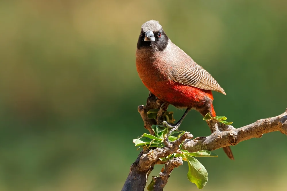 Rotohrastrild (Estrilda erythronotos)