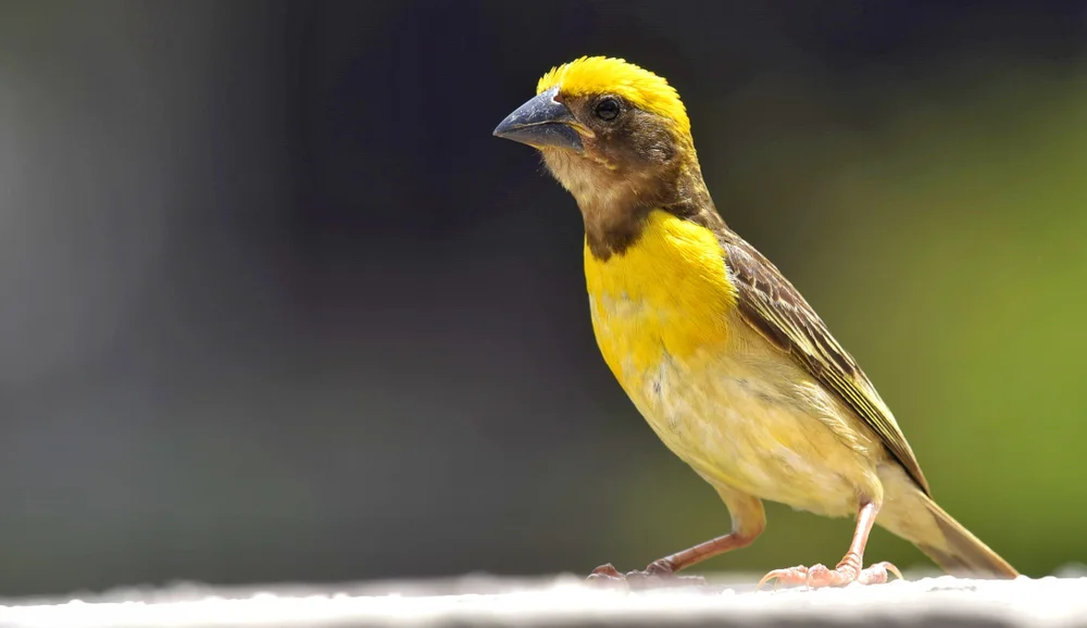 Rotohrweber (Ploceus temporalis)