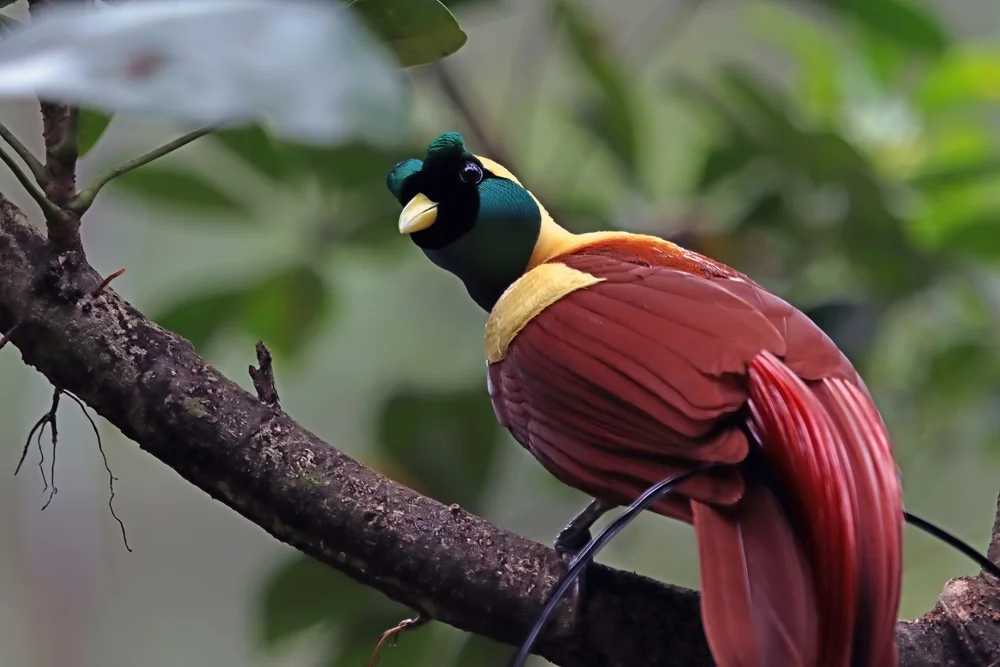 Rotparadiesvogel (Paradisaea rubra)