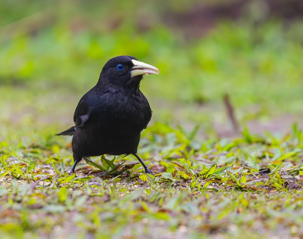 Rotrücken-Hangenkopf (Cacicus haemorrhous)