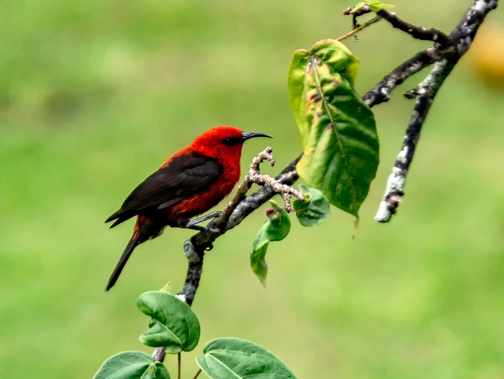 Rotrücken-Honigfresser (Myzomela rubratra)