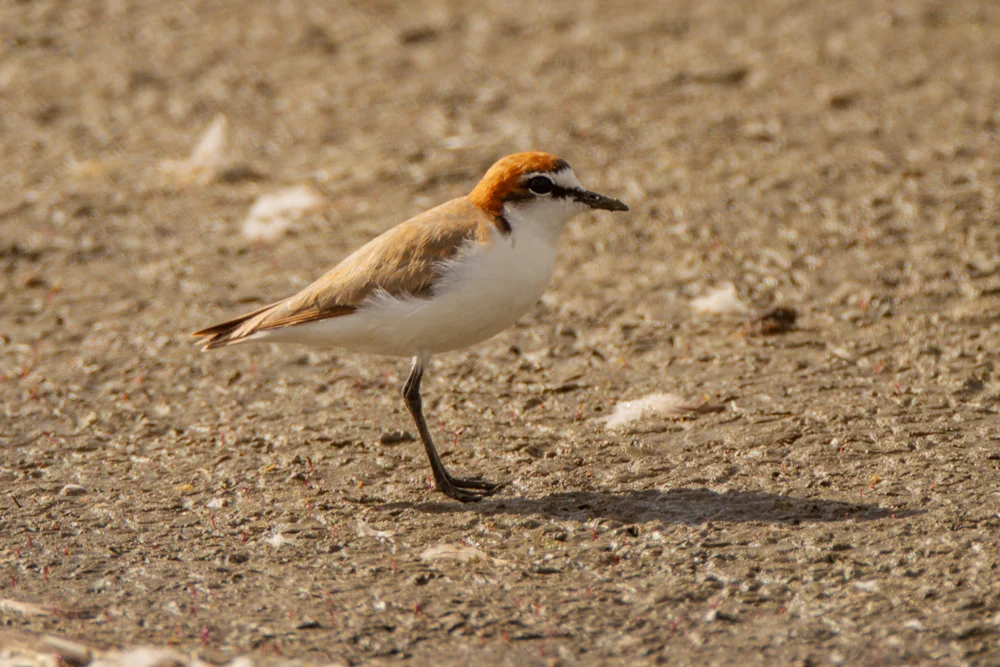Rotscheitel-Regenpfeifer (Charadrius ruficapillus)