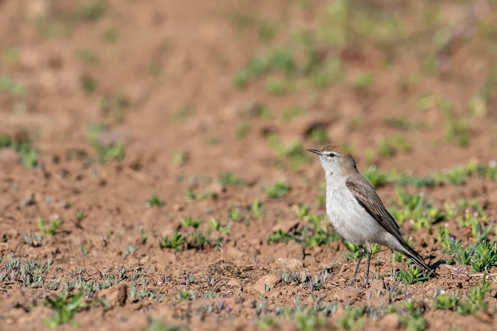 Rotscheitel-Steinschmätzer (Muscisaxicola rufivertex)