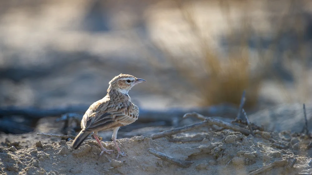 Rotscheitellige Kalanderlerche (Calendulauda africanoides)