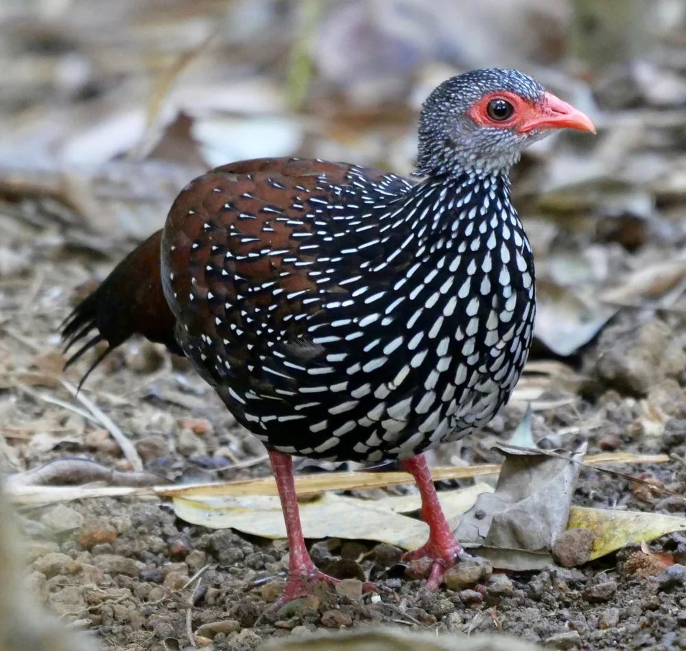 Rotschenkelsperberhuhn (Galloperdix bicalcarata)