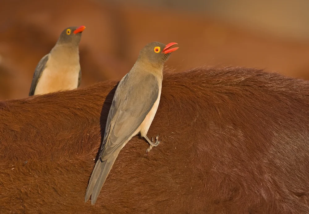 Rotschnabel-Büffelstelzer (Buphagus erythrorhynchus)