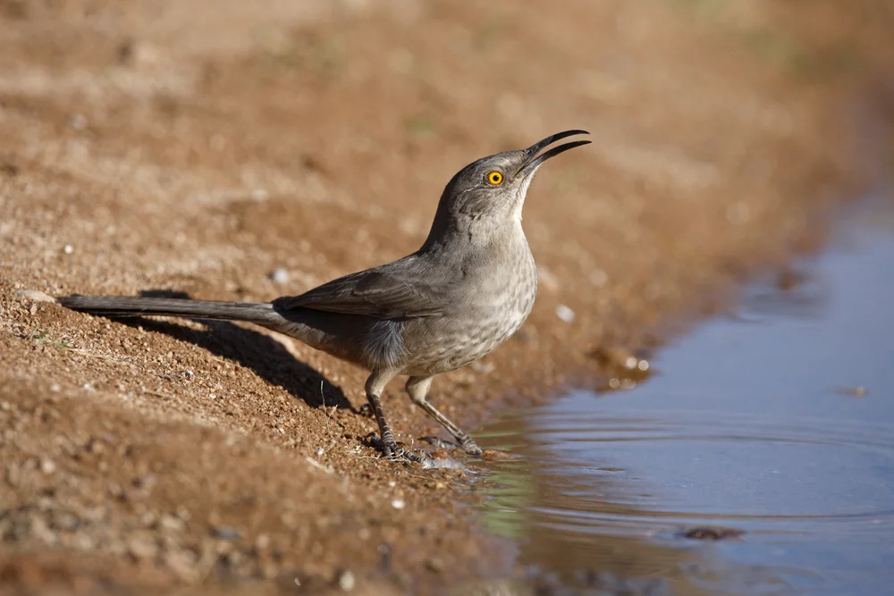 Rotschnabel-Drosselwürger (Toxostoma curvirostre)