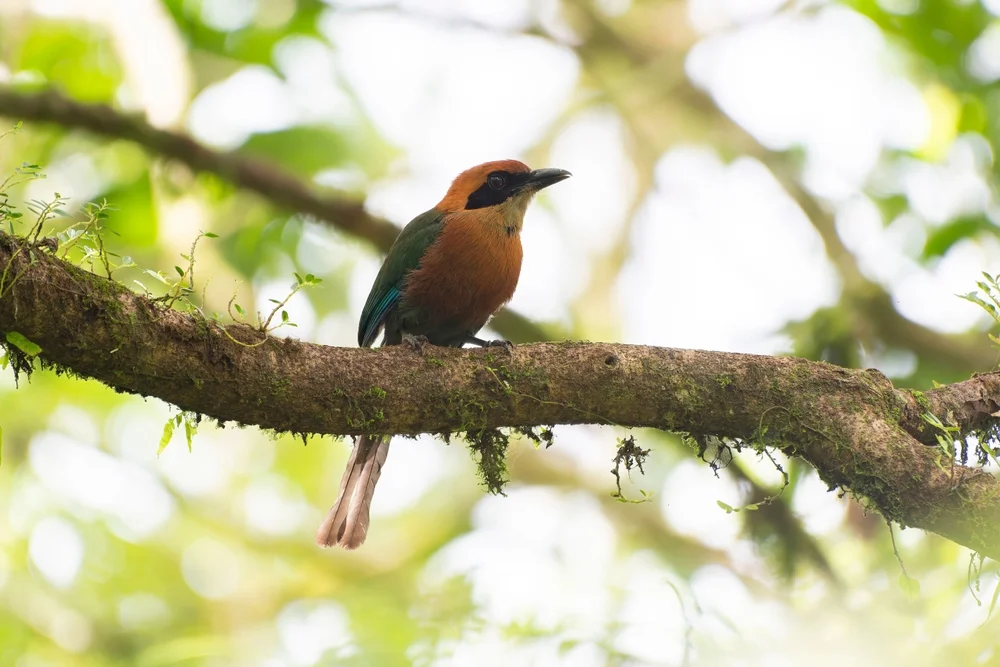 Rotschnabel-Faulvogel (Baryphthengus martii)