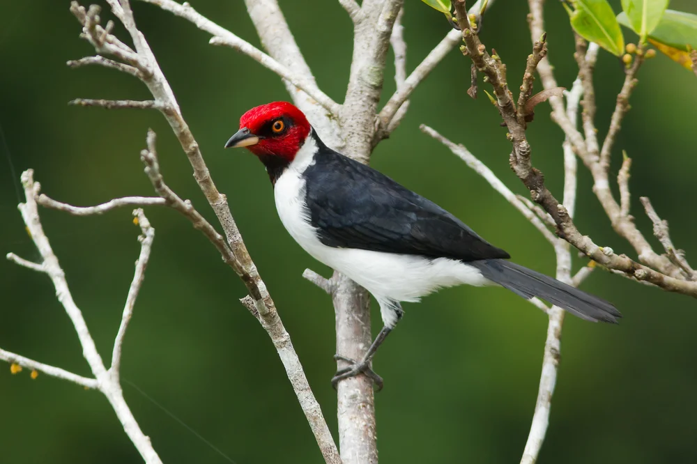 Rotschnabel-Kardinal (Paroana gularis)