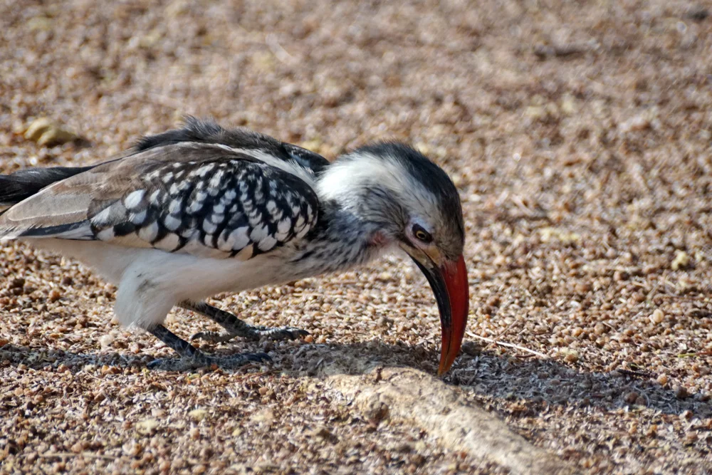 Rotschnabel-Toko (Tockus rufirostris)