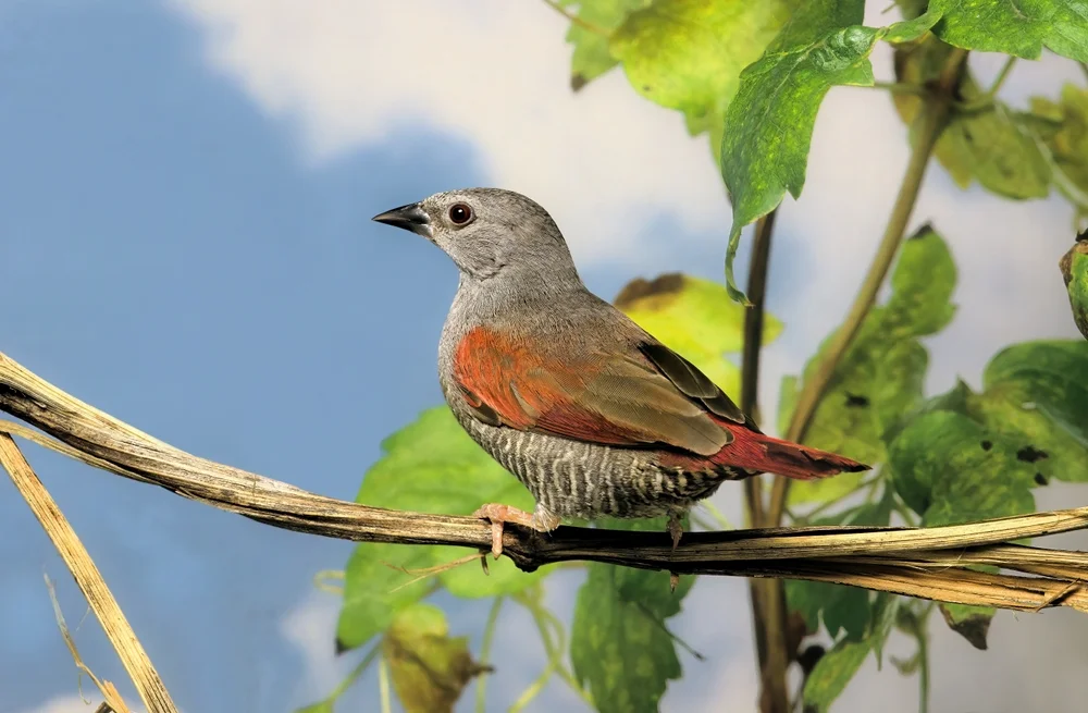 Rotschnabelastrild (Pytilia phoenicoptera)