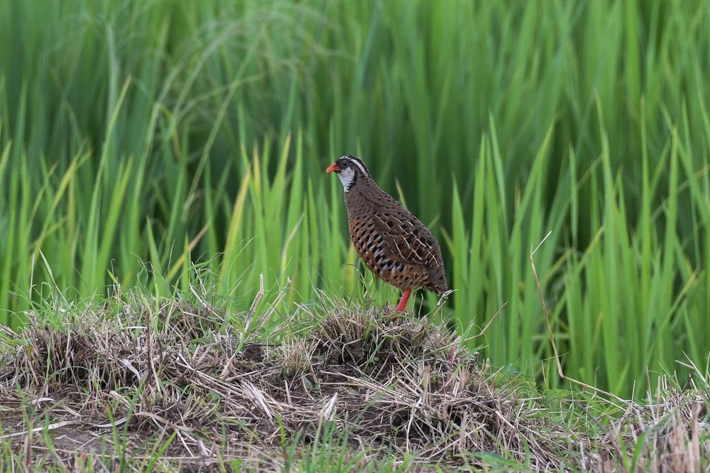 Rotschnabelwachtel (Perdicula erythrorhyncha)