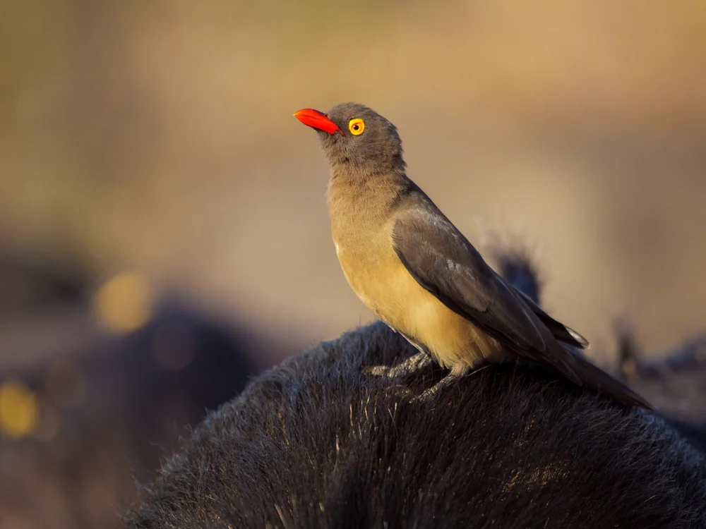 Rotschnobel-Modenhacker