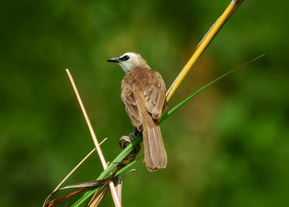Rotschopf-Dschungeldrossling (Setornis criniger)