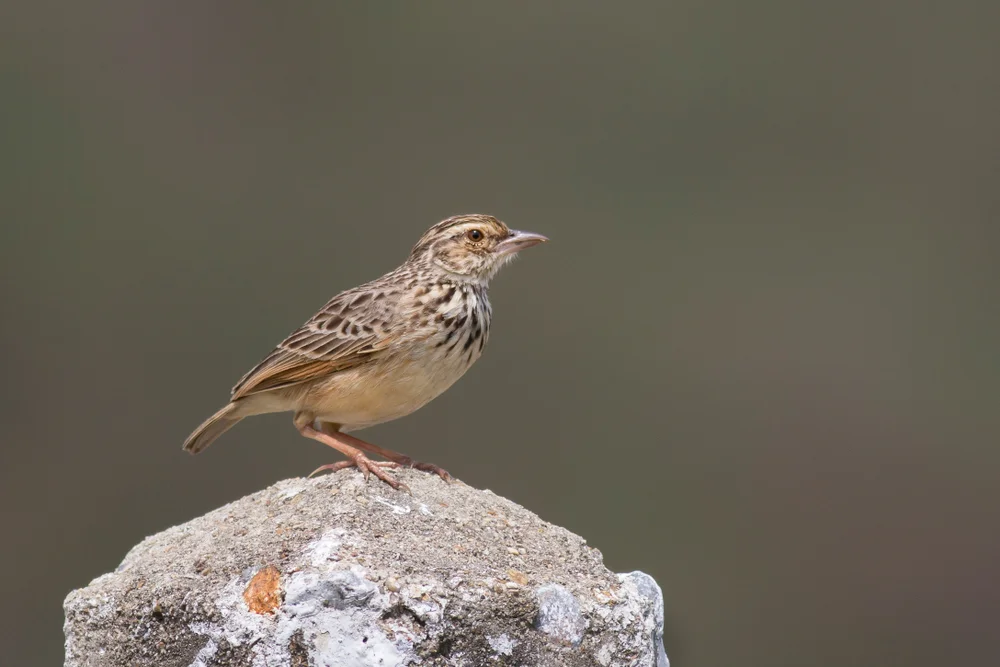 Rotschopf-Lerche (Mirafra erythrocephala)