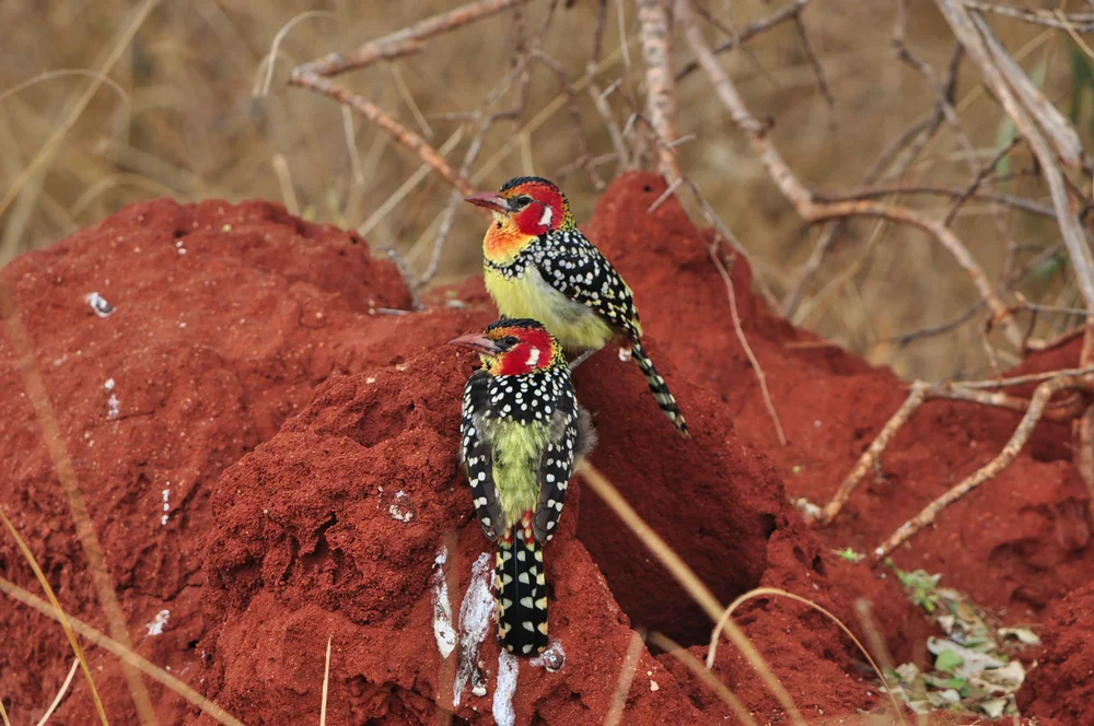 Rotschopfbartvogel (Trachvohonus erythrocephalus)