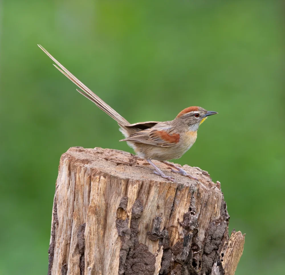 Rotschulter-Maskenweber (Spartonoica maluroides)