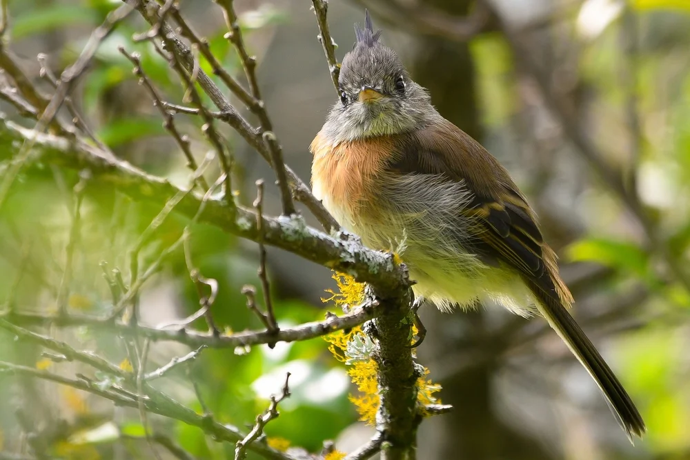 Rotschulter-Schopftyrann (Hellers Schwertträger)