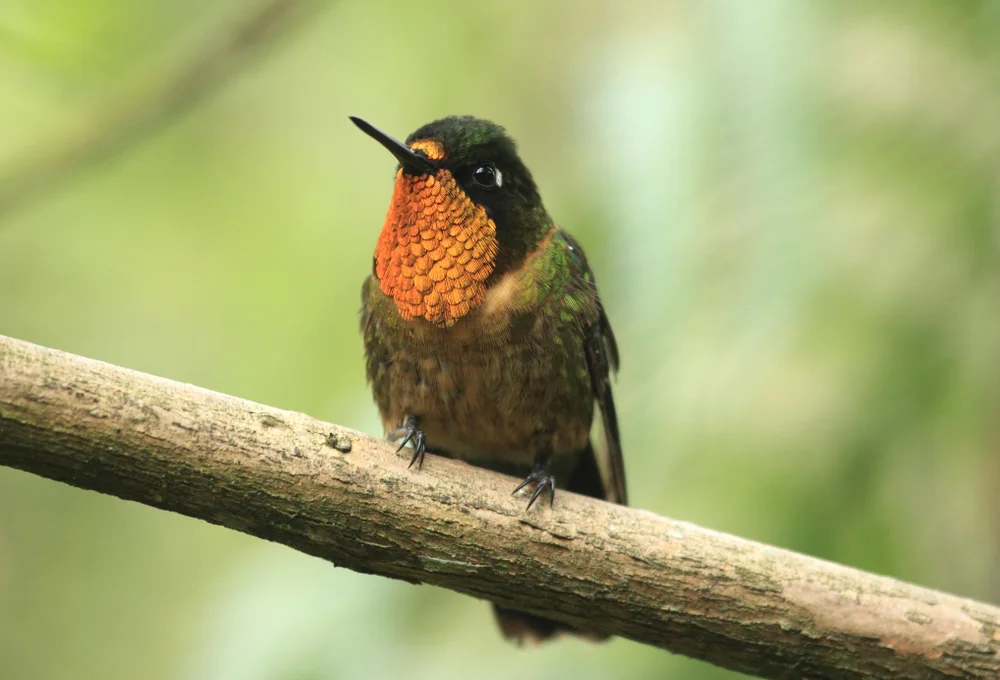 Rotschulter-Sonnennymphe (Heliangelus mavors)