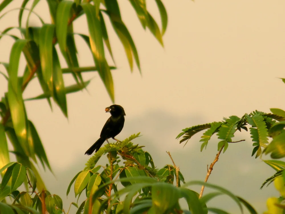 Rotschulter-Tangare (Tachyphonus phoenicius)
