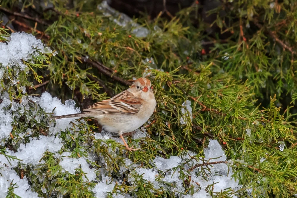 Rotschulterammer (Spizella passerine)