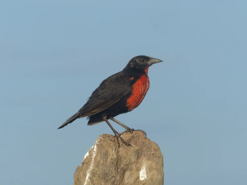 Rotschulterstärling (Sturnella militaris)