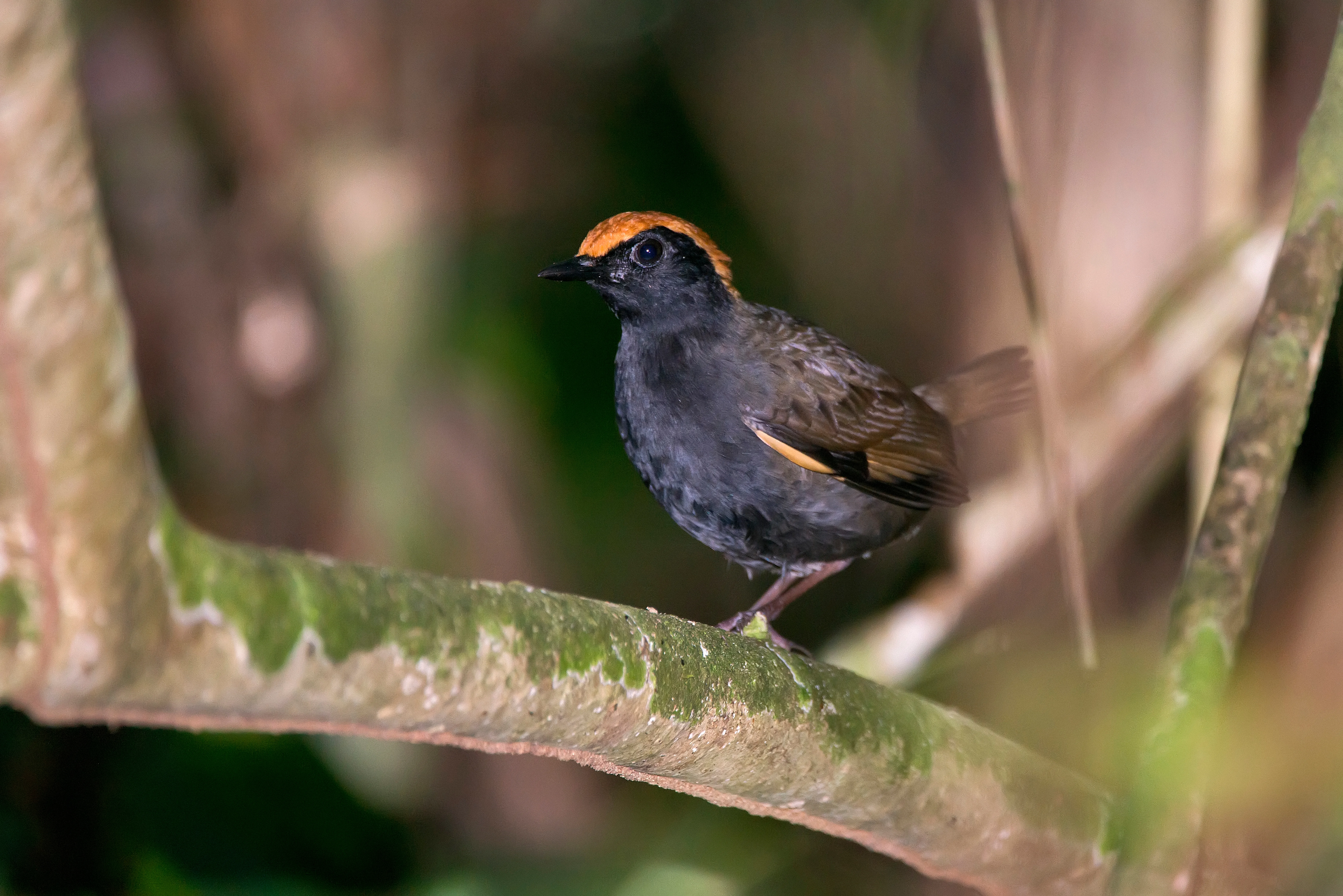 Rotschwanz-Ameisenschlüpfer (Rufous-capped Antthrush)