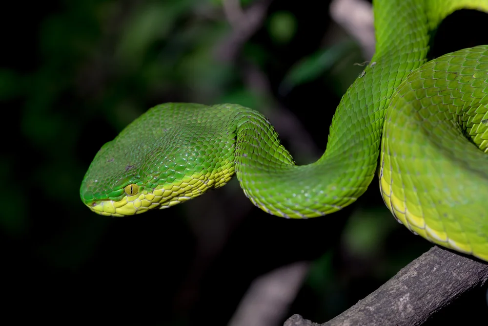 Rotschwanz-Bambusotter (Trimeresurus erythrurus)