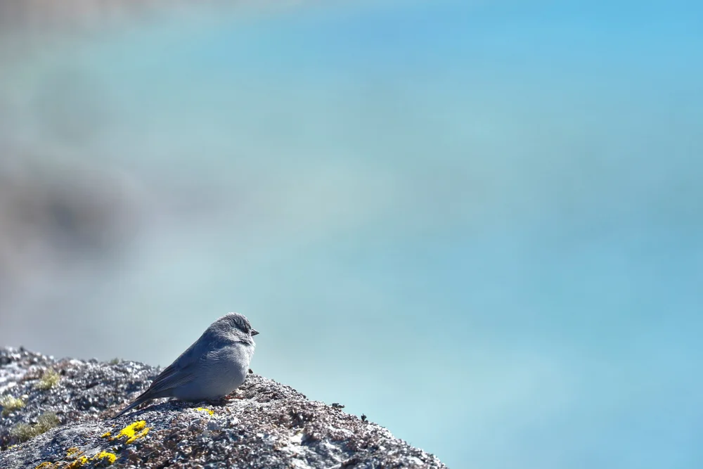 Rotschwanz-Bergtyrann (Phrygilus erythronotus)