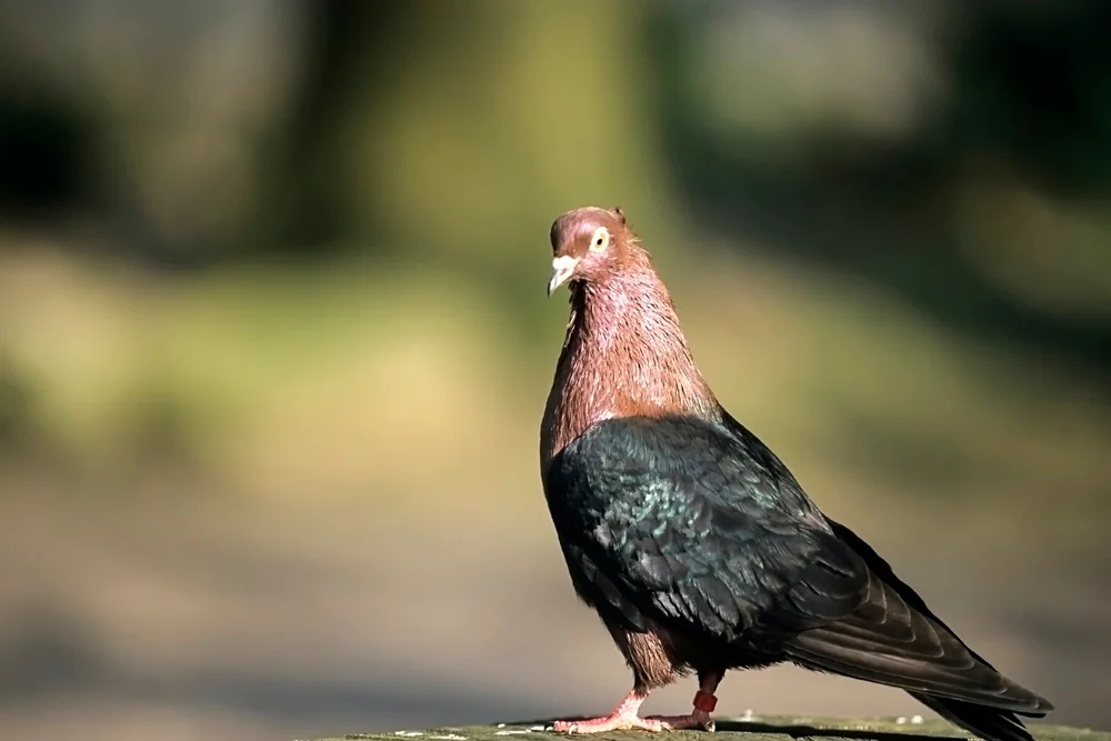 Rotschwanz-Felsentaube (Columba punicea)