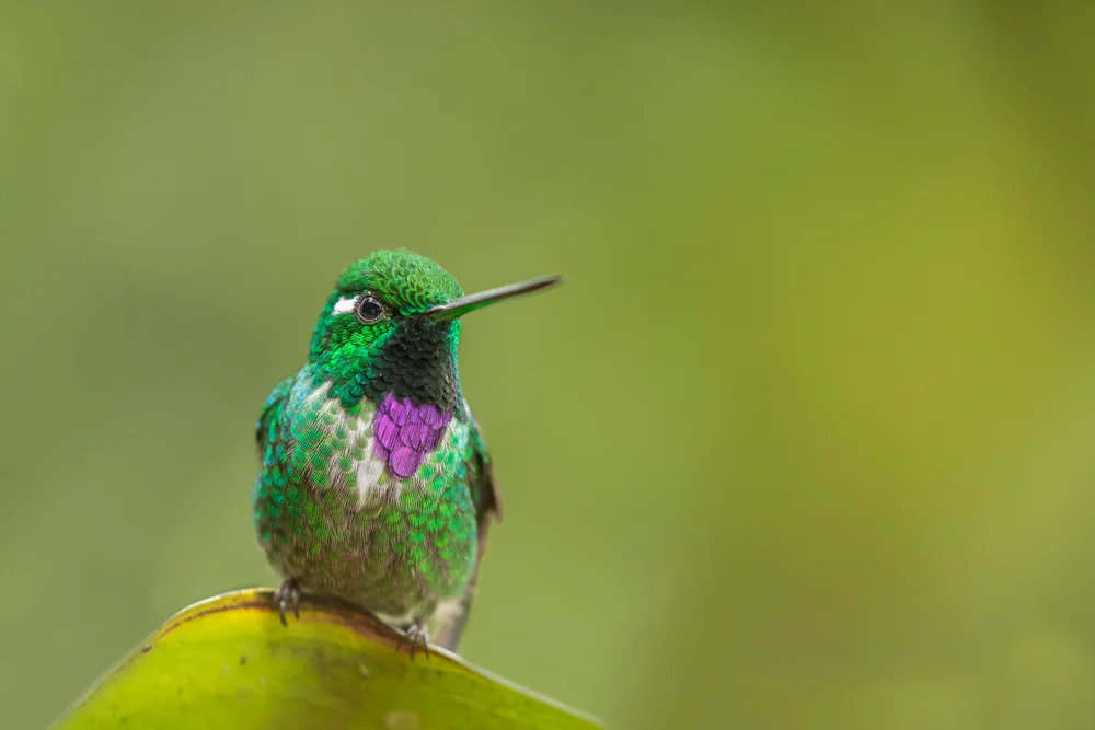 Rotschwanz-Glanzkrähe (Urosticte Benjamini)