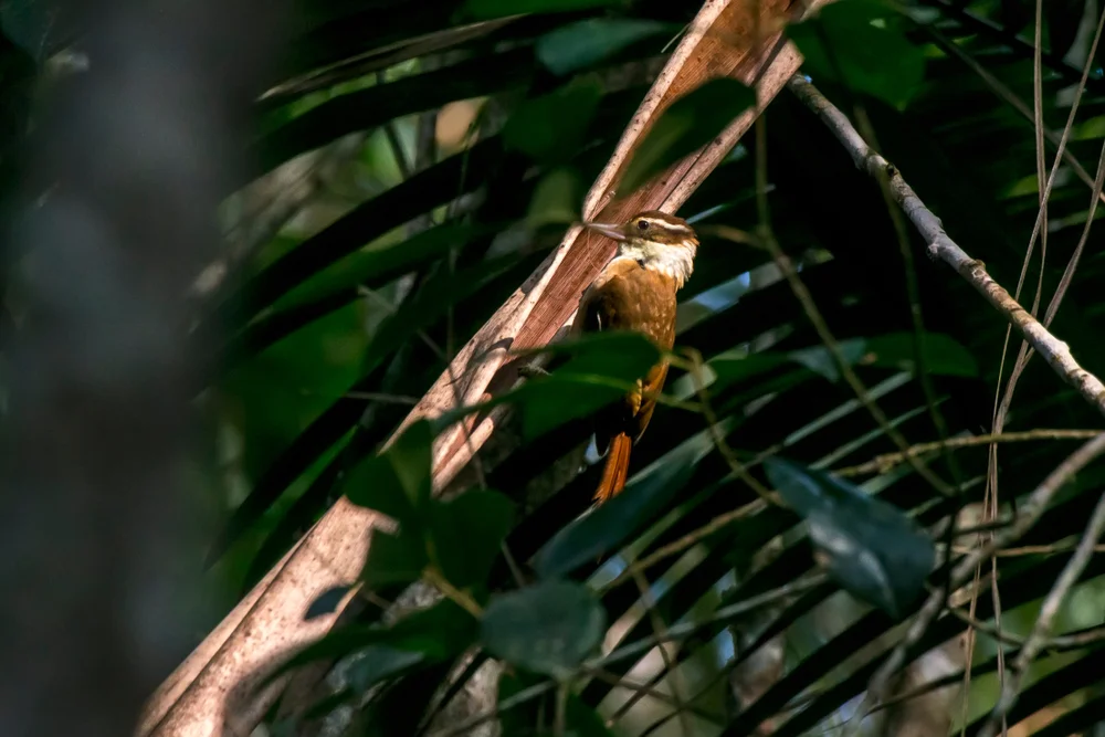 Rotschwanz-Honiganzeiger (Clibanornis rufipectus)