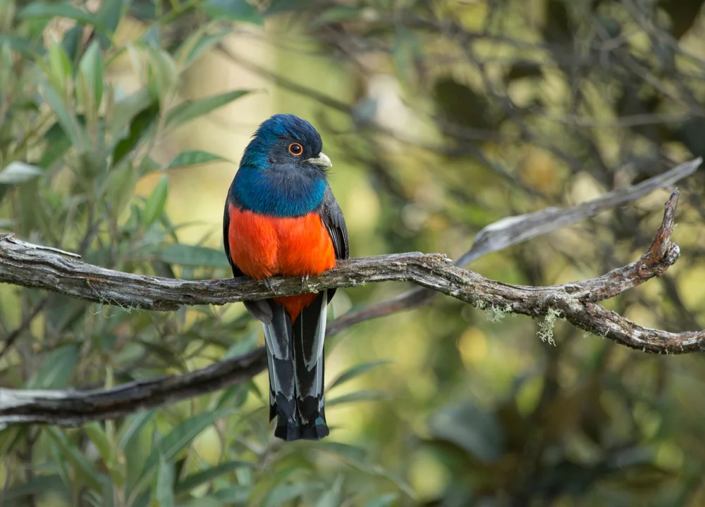 Rotschwanz-Quetzal (Trogon curucui)