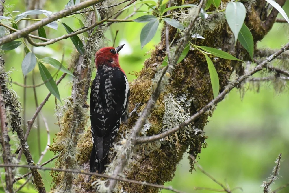Rotschwanz-Saftlecker (Sphyrapicus ruber)