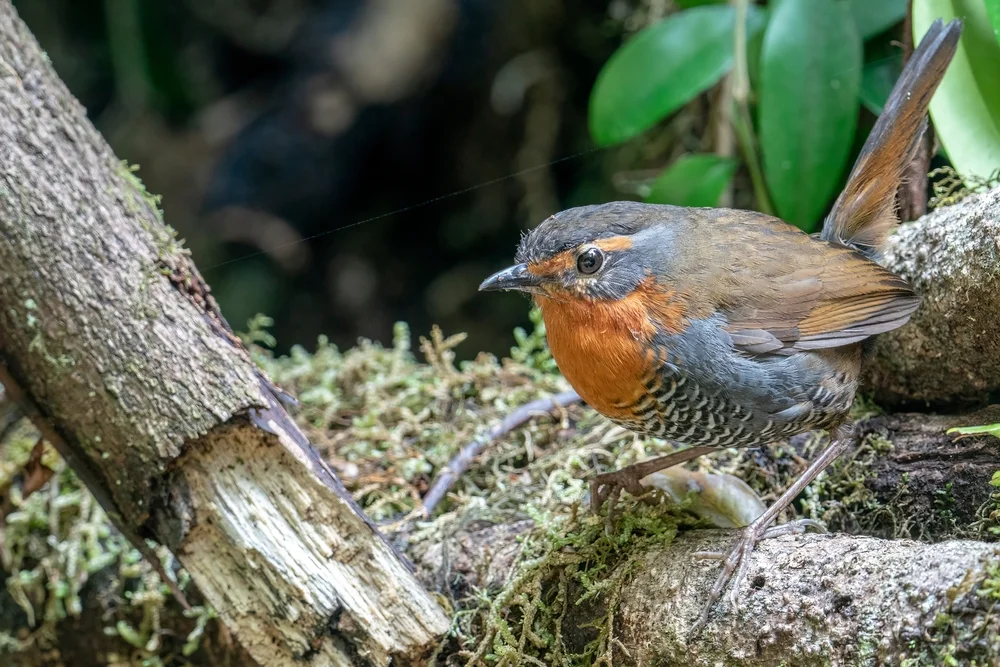 Rotschwanz-Sumpfhuhn (Scelorchilus rubecula)